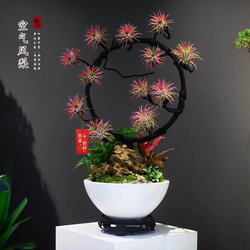 空气凤梨造型盆栽大盆微景观多肉好养室内办公客厅装饰绿植送礼