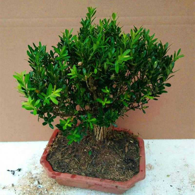 高档盆景树桩 小叶雀舌黄杨盆景 珍珠黄杨盆景 瓜子黄杨盆景树苗