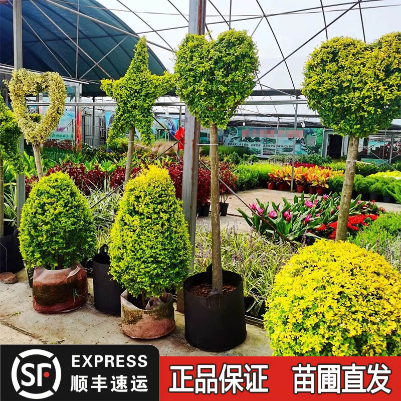 精品亮晶女贞园林绿化市政工程绿植大型金姬女贞云片多头球子大树,鲜花速递/花卉仿真/绿植园艺,造型盆景,淘宝优惠券,粉丝福利购,淘宝优惠卷