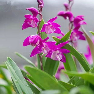 香水石斛兰盆栽带花苞室内植物办公室桌面花卉浓香型四季好养绿植