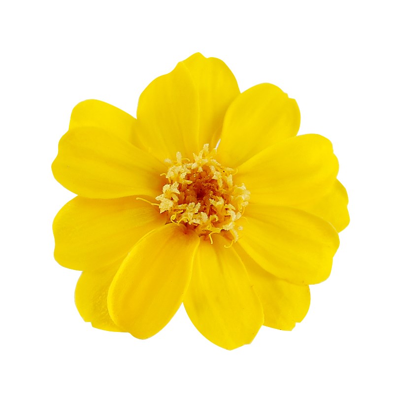 进口永生花百日菊03461配花装饰玻璃罩礼盒花束干花diy保鲜花菊花