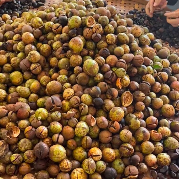 江西农家传统自榨山茶油特产