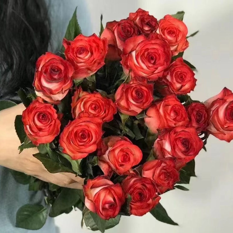 Y手yo花花世界复古高端红边胭脂玫扣瑰花花瓶插花拍照o捧花