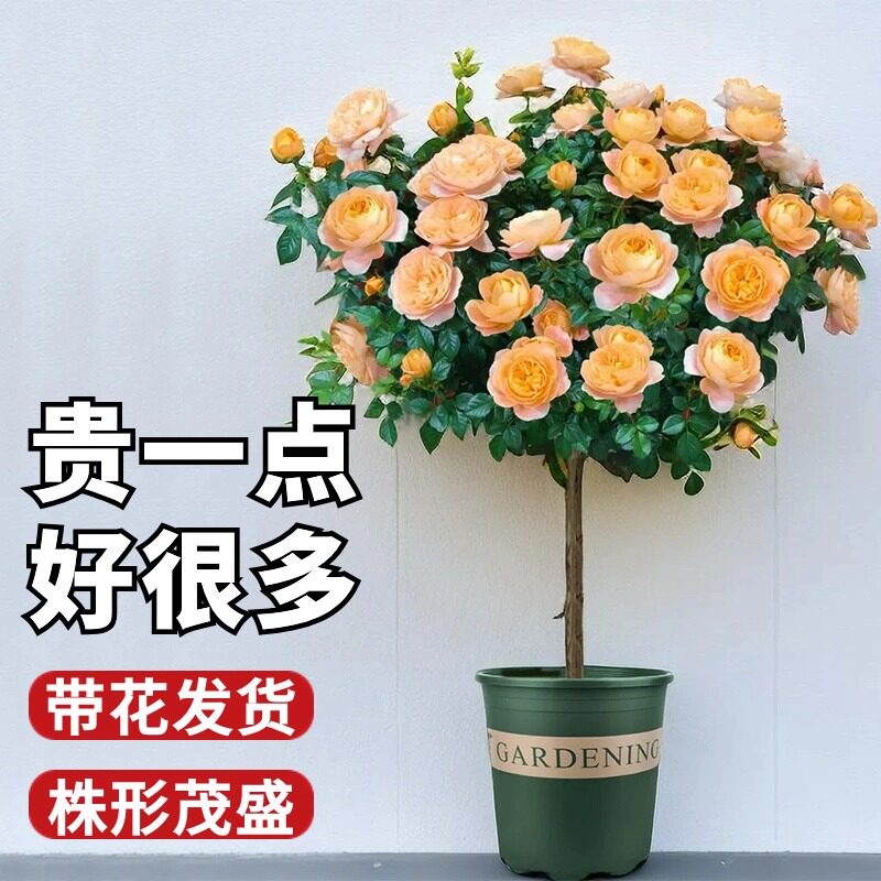 果汁阳台棒棒糖月季开花盆栽造型树桩四季植物玫瑰花室外庭院树苗