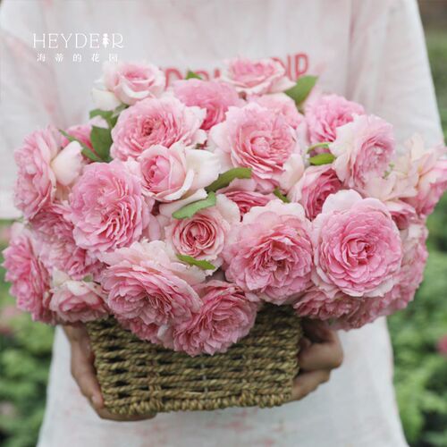 海蒂的花园罗衣藤本少刺月季花墙拱门爬藤阳台庭院花卉植物盆栽苗