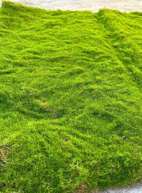 仿真苔藓植绒绿色假苔藓 青苔微景观盆景装饰材料 草坪草皮装饰品