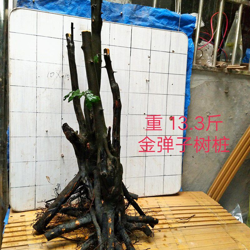 挂果金津子生景素材重庆市江弹区原盆灌木金弹子碳化老树桩