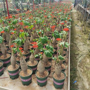 佛肚海棠块根植株珊瑚油桐多肉瓶子树四季开花阳台庭院盆栽花卉