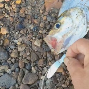 黑龙江松花江牡丹江嫩江岛子狗鱼翘嘴江鲤鱼亮片串钩甩线假饵