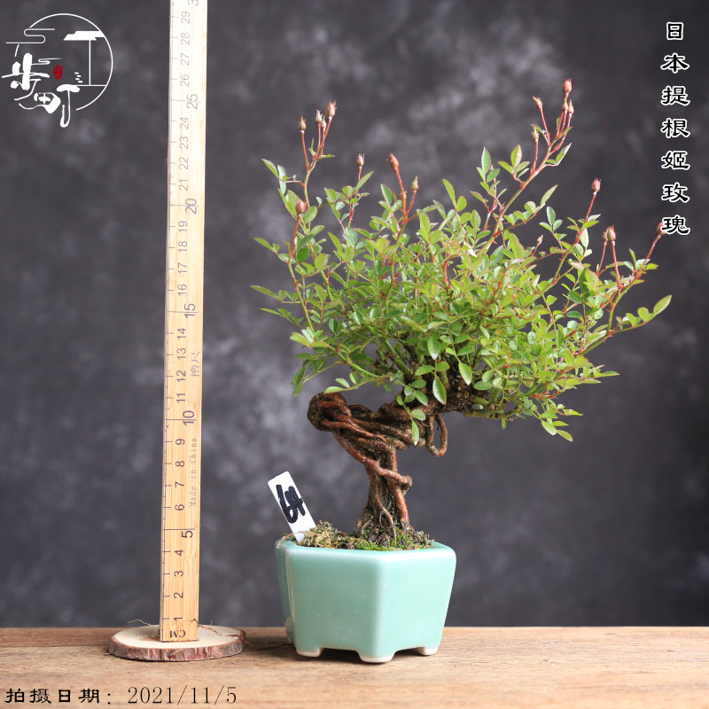 日姬本玫根月季须惠姬好养迷你提瑰造型盆景一物一拍