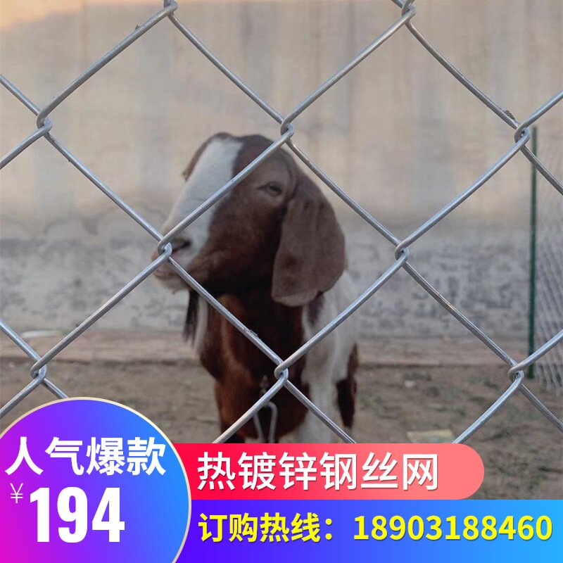 镀锌钢丝铁丝勾花网家禽养殖围栏动物园果园防护网圈山养殖网