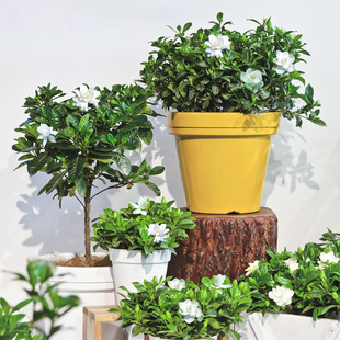 重瓣栀子花虎头茉莉笔尖茉莉盆栽阳台花卉植物窗台常绿开花有香味