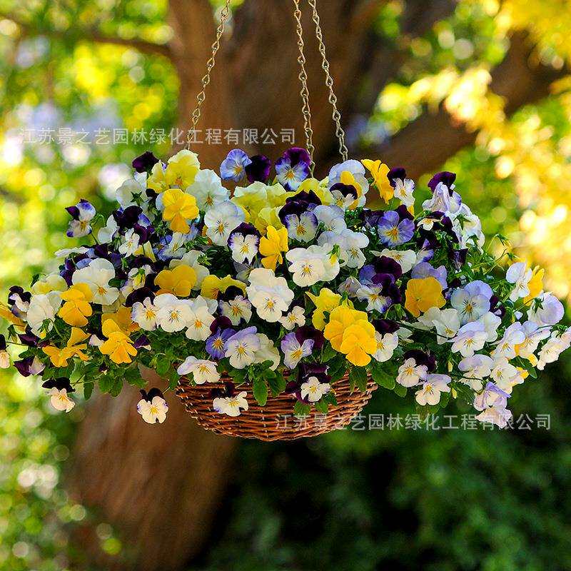 三色堇花种四季播种开花矮生草花盆栽植物猫脸花蝴蝶花种籽子耐寒