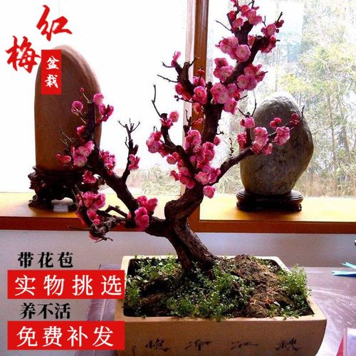 梅花盆栽老桩盆景红梅腊梅树苗好养花卉耐寒植物室内阳台庭院花苗