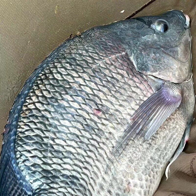 大罗非小药黑坑滑鱼老鱼大非脆非回锅非艺钓罗非鱼饵料散炮添加剂