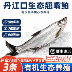 湖北丹江口翘嘴鲌淡水鱼新冰鲜冷冻三去净膛大号翘嘴白大白刁子鱼