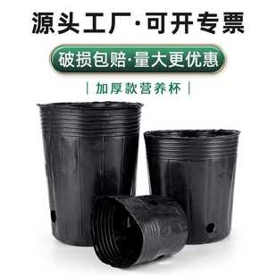 恒德利加厚营养袋透明营养钵pp育苗袋黑色育苗钵塑料一次性营养杯