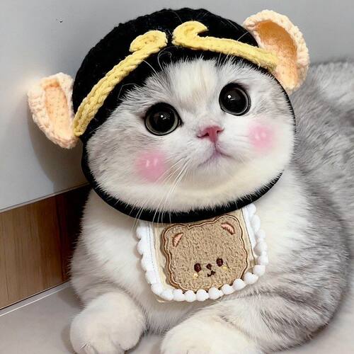 宠物狗狗猫咪变装帽子小猫头套搞笑可爱头饰拍照道具搞怪毛线帽子