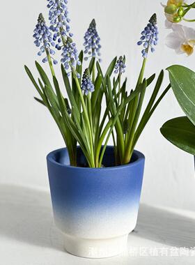 法式葡萄风信子花盆蓝色北欧简约室内蝴蝶兰种球绿植简约花店盆器