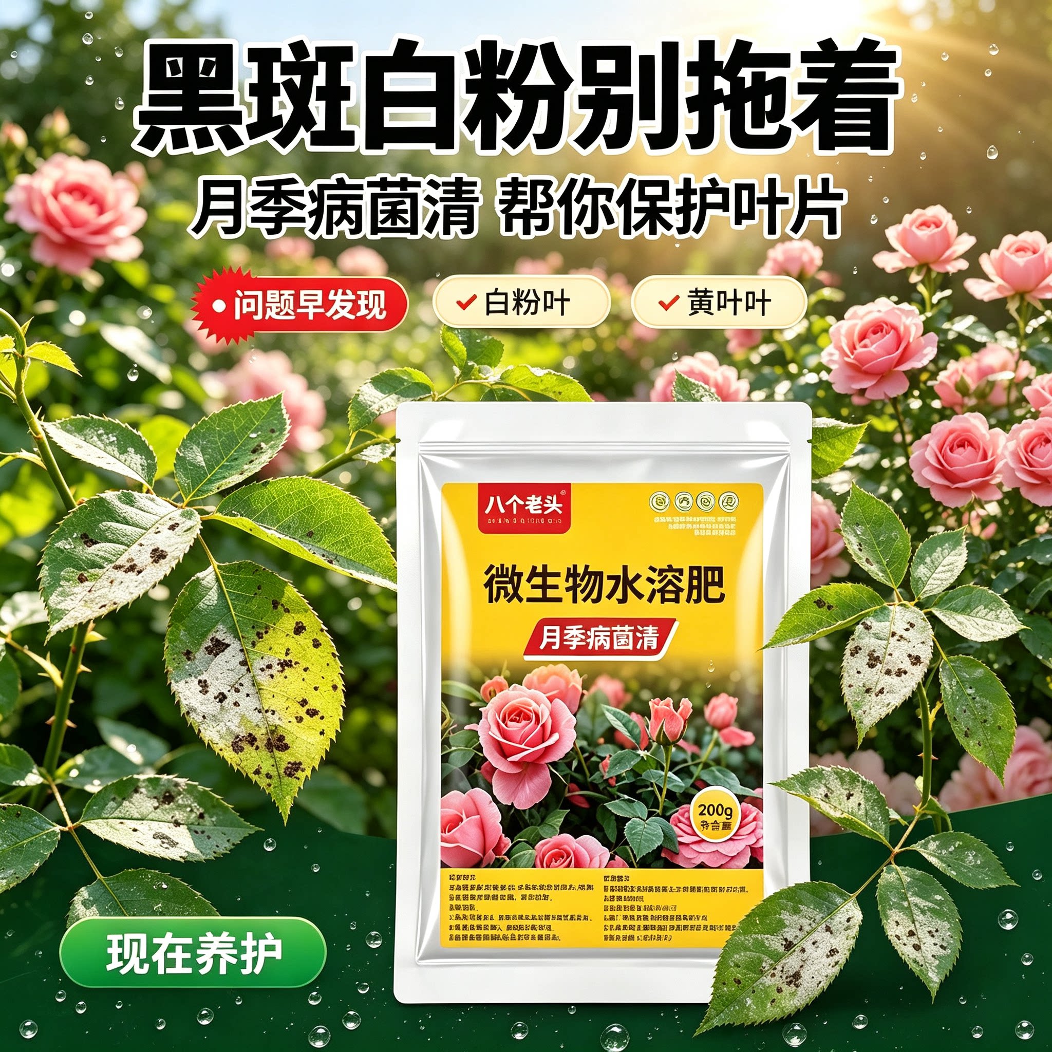 月季花黄叶黑斑病专用病虫害常用药多肉蔷薇玫瑰兰花多菌灵白粉病图片
