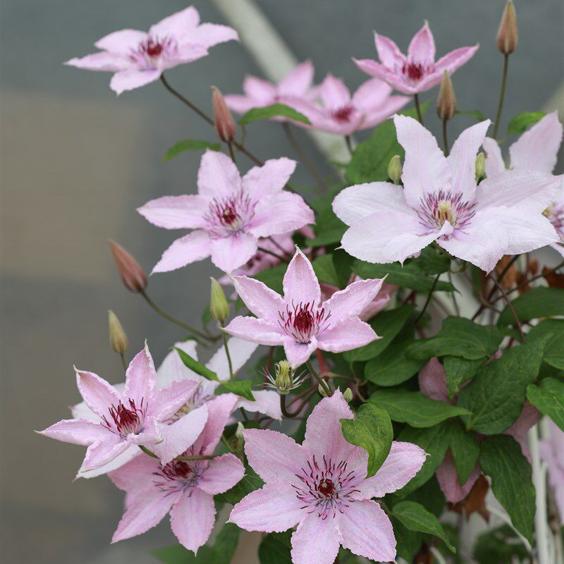 优藤铁线莲晚花大苗爬藤盆栽庭院阳台耐寒新手对版地栽多年生里昂