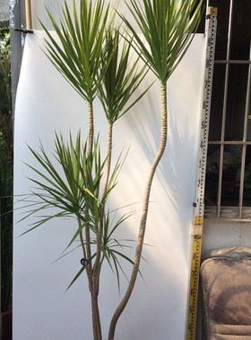 绿色千年木 青叶 马尾铁 三色龙血树 阳台 书房 , 客厅一物一拍