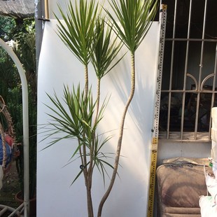 青叶 书房 马尾铁 阳台 客厅一物一拍 三色龙血树 绿色千年木