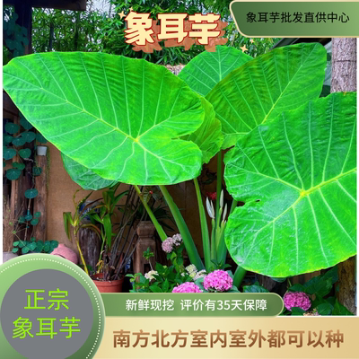 5米巨型大叶象耳芋网红好养盆栽