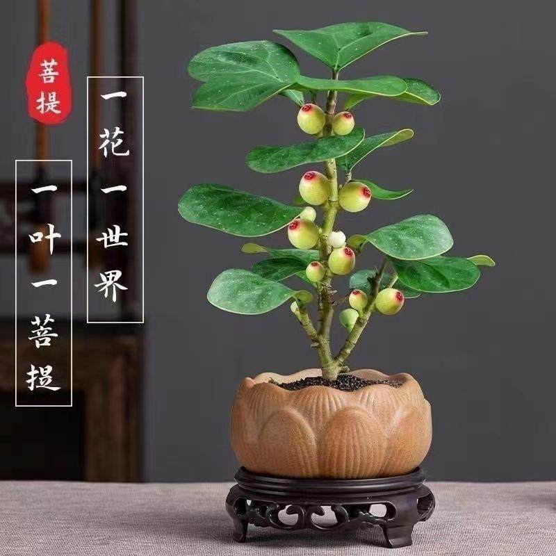 菩提树盆栽室内发财树四季禅意植物客厅招财绿植水培盆景小盼带果