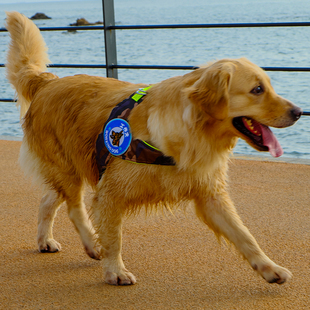 中大型犬胸背带工作犬防爆冲胸背可伸缩背带大狗背带金毛拉布拉多