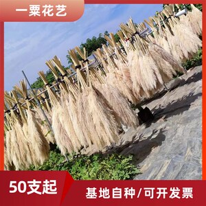 天然芦苇干花婚庆装饰蒲苇花民宿落地家居摆设拍照道具
