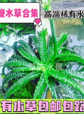 宽叶龙鞭细叶龙鞭稀有绿色懒人造景装饰阴性好养淡水鱼缸草缸水草
