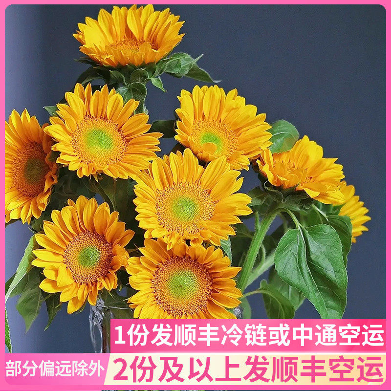 迷你绿心向日葵云南斗南鲜花基地直发昆明花卉市场批鲜切花发太阳
