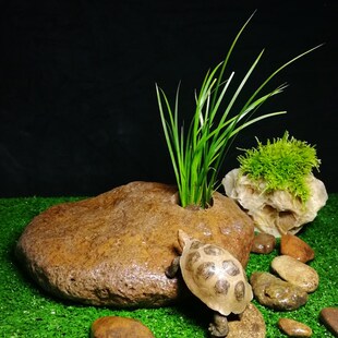 天然乌龟爬石晒台 爬宠箱带绿植栽种孔真石头造景 蜥蜴攀爬栖息石