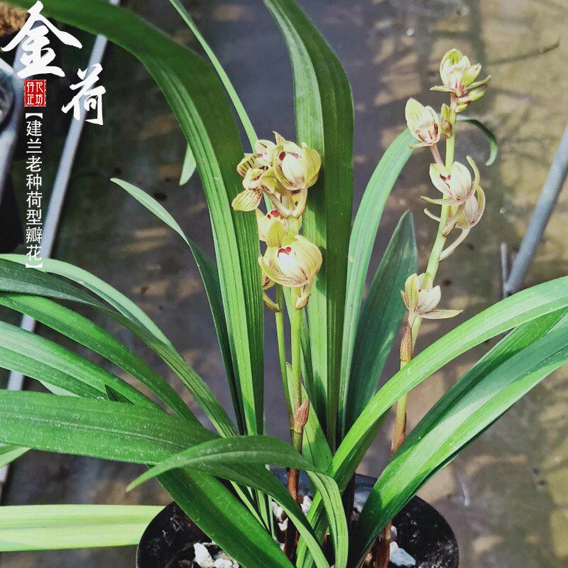 建兰老种金荷夏秋带花苞四季兰浓香喜阴室内花卉好养易活花苗绿植