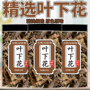 精选叶下花中药材泡水喝正品追风箭干货假苦草叶下花根优质叶下花