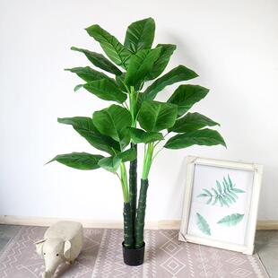 假树芭蕉叶散尾葵白马王子树室内大型盆景装饰落地植物摆件