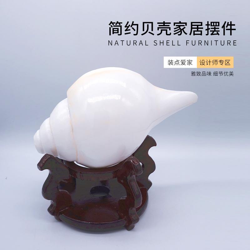 印度铅螺 可吹响 深海海螺贝壳工艺品 时尚家居摆件装饰 量大从优