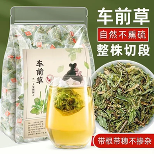 车前草独立包装泡茶泡水喝车前草干货袋泡茶特级车前草茶包小包装