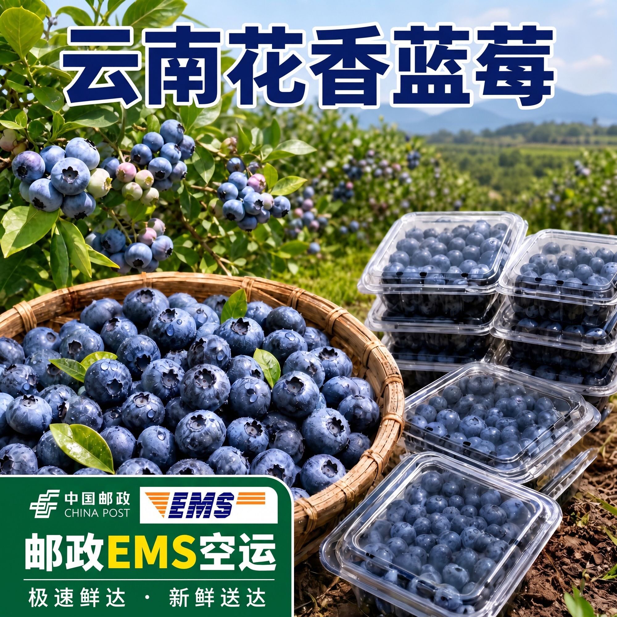 云南花香蓝莓新鲜鲜果特大果