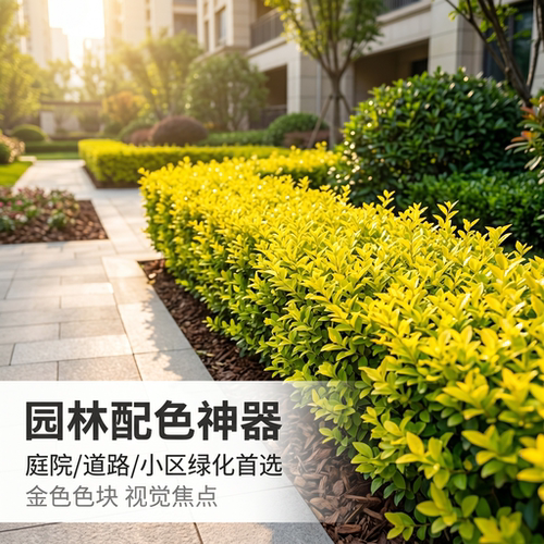 金叶女贞球树苗耐寒易成活景观