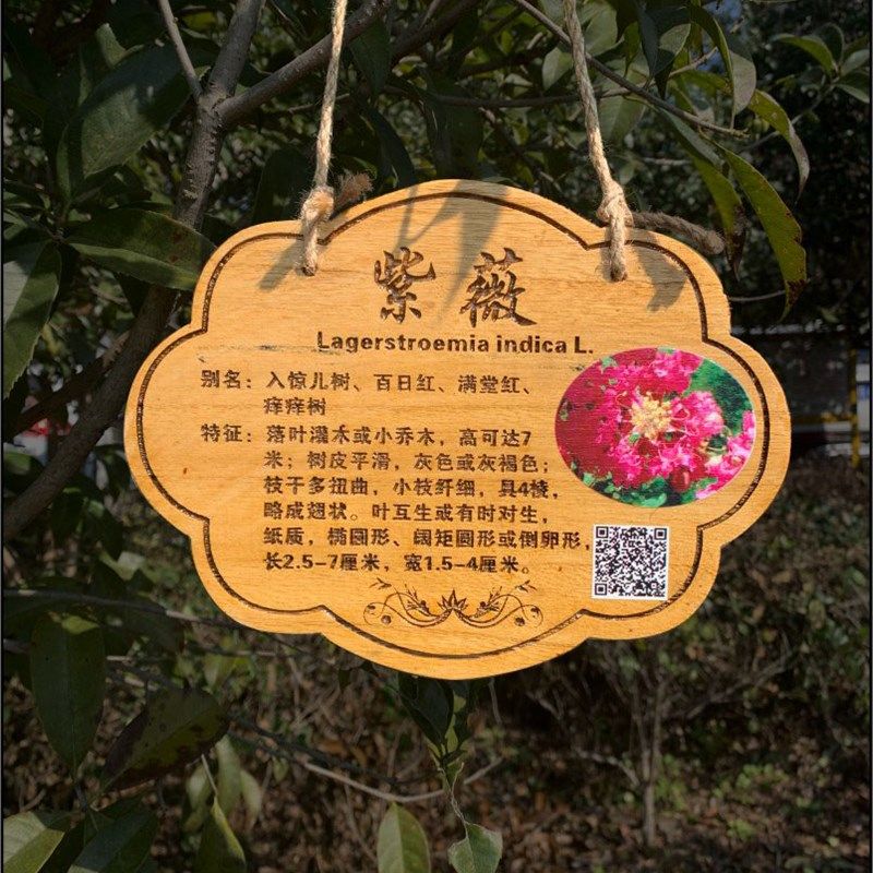 植树节树木挂牌花木介绍牌植物品名吊牌幼儿园认养防腐标识牌定制