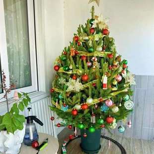 真的圣诞树鲜活圣诞树真树诺贝松挪威云杉树客厅庭院耐寒圣诞节