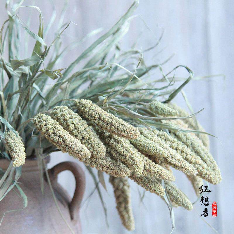 稗穗小米森系自然干花真花野稻穗插花摄影家居装饰云南