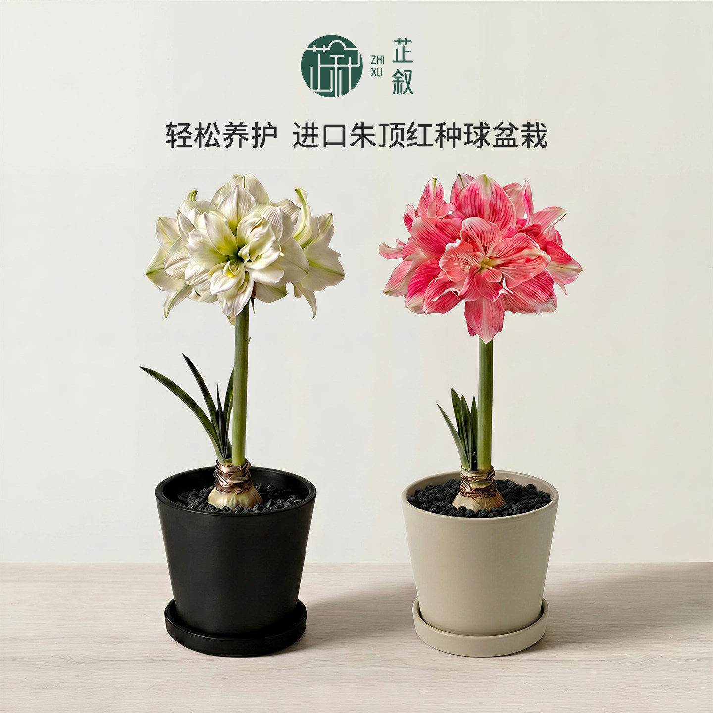芷叙朱顶红进口种球盆栽阿弗雷玫瑰花漾鬼魅花卉桌面圣诞节送礼物