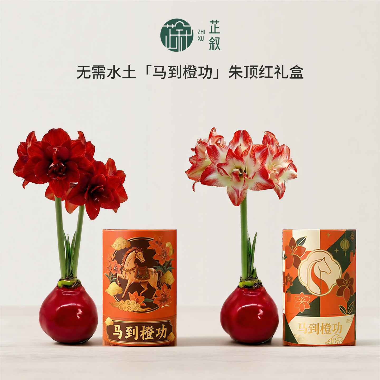 芷叙花卉朱顶红蜡球种球盆栽礼盒图片