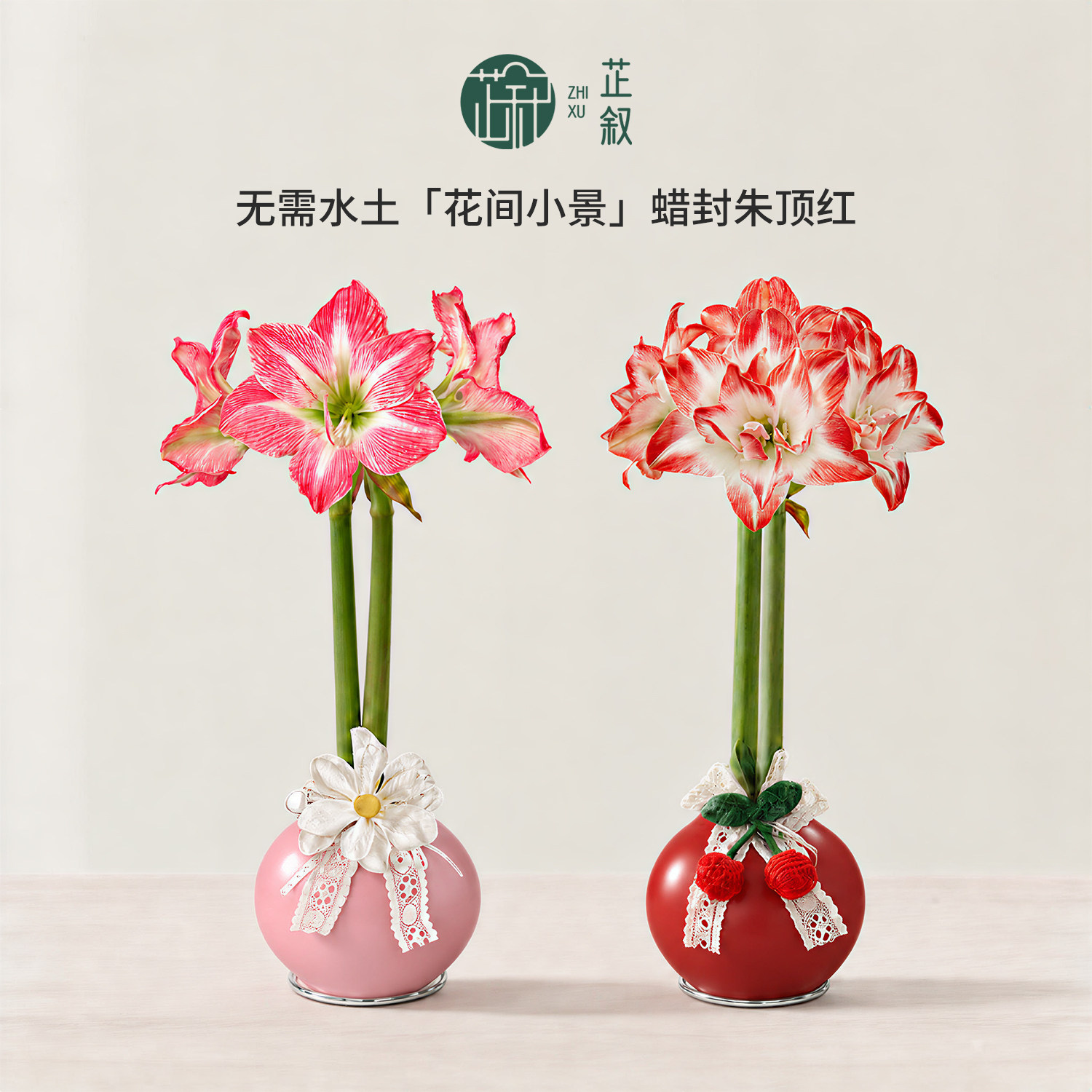 芷叙蜡封朱顶红进口种球粉星孔雀办公室懒人桌面花卉圣诞节日送礼