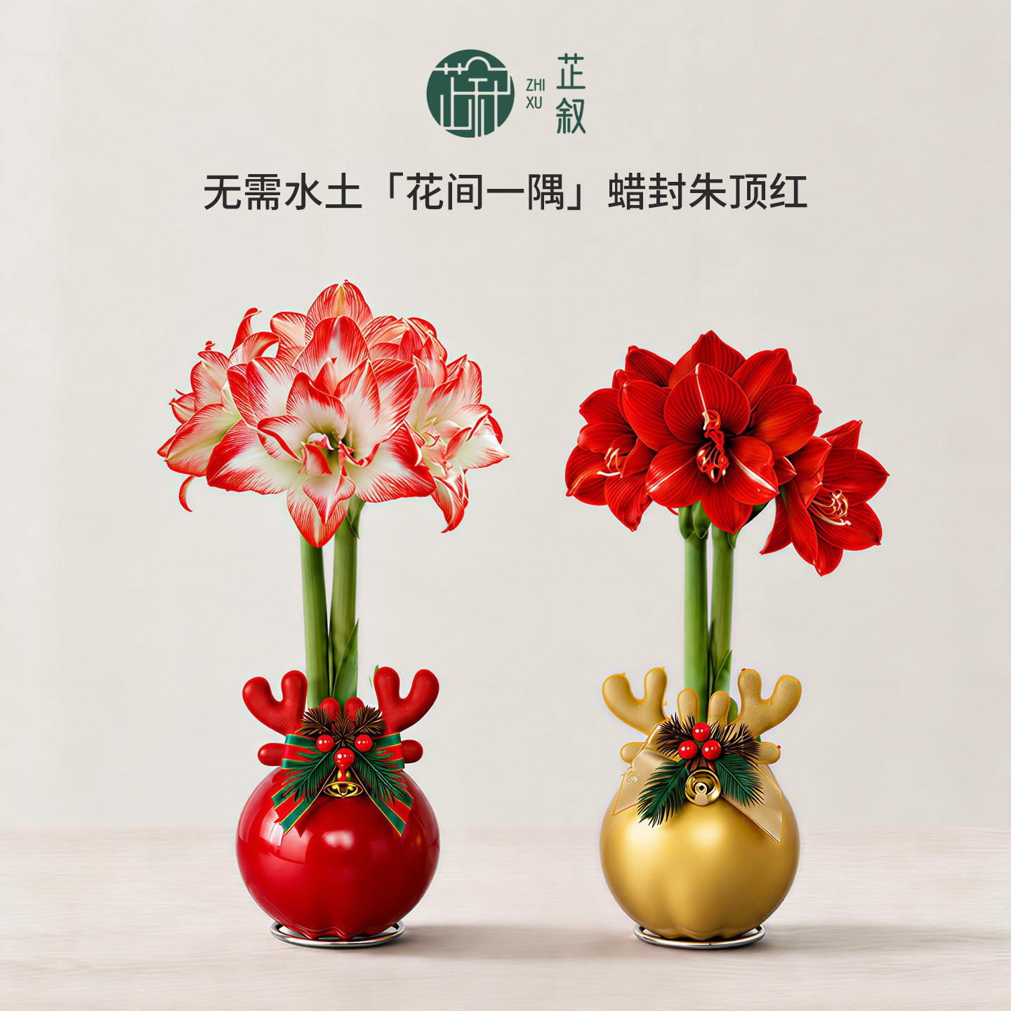 芷叙蜡封朱顶红进口种球花红孔雀懒人办公室桌面花卉圣诞节送礼物