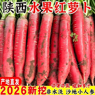 陕西水果红萝卜脆甜生吃沙地胡萝卜农家水果萝卜带泥现挖新鲜蔬菜
