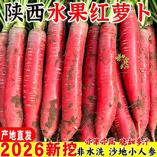 沙地水果红萝卜带泥现挖商超品质